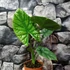 Kép 2/8 - Alocasia Lukiwan