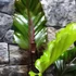 Kép 2/9 - Anthurium Hookerii Black