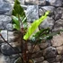 Kép 4/9 - Anthurium Hookerii Black