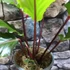 Kép 5/9 - Anthurium Hookerii Black