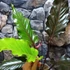 Kép 6/9 - Anthurium Hookerii Black