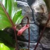 Kép 7/9 - Anthurium Hookerii Black