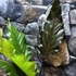 Kép 8/9 - Anthurium Hookerii Black