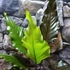 Kép 3/9 - Anthurium Hookerii Black