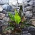 Kép 1/9 - Anthurium Hookerii Black