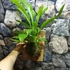 Kép 3/8 - Anthurium Hybrid