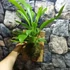 Kép 4/8 - Anthurium Hybrid