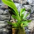 Kép 6/8 - Anthurium Hybrid