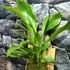 Kép 7/8 - Anthurium Hybrid
