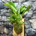 Kép 2/8 - Anthurium Hybrid