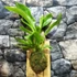 Kép 1/8 - Anthurium Hybrid