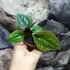 Kép 3/15 - Anthurium Luxurians x Radicans csemete