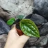 Kép 4/15 - Anthurium Luxurians x Radicans csemete