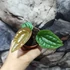 Kép 5/15 - Anthurium Luxurians x Radicans csemete