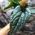 Kép 6/15 - Anthurium Luxurians x Radicans csemete