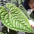 Kép 11/15 - Anthurium Luxurians x Radicans csemete