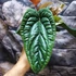 Kép 7/15 - Anthurium Luxurians x Radicans csemete