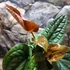 Kép 9/15 - Anthurium Luxurians x Radicans csemete