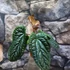 Kép 1/15 - Anthurium Luxurians x Radicans csemete