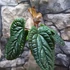 Kép 12/15 - Anthurium Luxurians x Radicans csemete