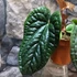 Kép 13/15 - Anthurium Luxurians x Radicans csemete
