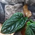 Kép 15/15 - Anthurium Luxurians x Radicans csemete