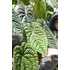 Kép 8/15 - Anthurium Luxurians x Radicans csemete