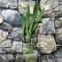 Kép 2/6 - Anthurium Vittarifolium