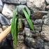 Kép 3/6 - Anthurium Vittarifolium