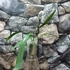 Kép 6/6 - Anthurium Vittarifolium