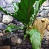 Kép 3/16 - Anthurium plowmanii, falapra erősítve