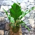 Kép 14/16 - Anthurium plowmanii, falapra erősítve
