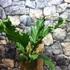 Kép 15/16 - Anthurium plowmanii, falapra erősítve
