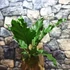 Kép 16/16 - Anthurium plowmanii, falapra erősítve