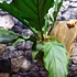 Kép 4/16 - Anthurium plowmanii, falapra erősítve