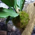 Kép 5/16 - Anthurium plowmanii, falapra erősítve