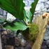 Kép 6/16 - Anthurium plowmanii, falapra erősítve