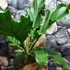 Kép 9/16 - Anthurium plowmanii, falapra erősítve