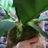 Kép 10/16 - Anthurium plowmanii, falapra erősítve
