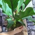 Kép 11/16 - Anthurium plowmanii, falapra erősítve