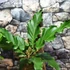 Kép 8/16 - Anthurium plowmanii, falapra erősítve