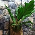 Kép 12/16 - Anthurium plowmanii, falapra erősítve