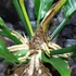 Kép 4/7 - Anthurium plowmanii