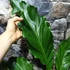 Kép 3/7 - Anthurium plowmanii