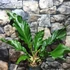 Kép 1/7 - Anthurium plowmanii