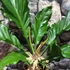 Kép 2/7 - Anthurium plowmanii