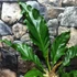Kép 6/7 - Anthurium plowmanii