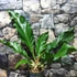 Kép 7/7 - Anthurium plowmanii