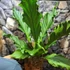Kép 1/16 - Anthurium plowmanii, falapra erősítve