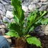 Kép 2/16 - Anthurium plowmanii, falapra erősítve